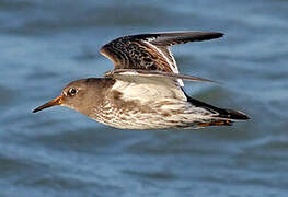 Purple Sandpiper