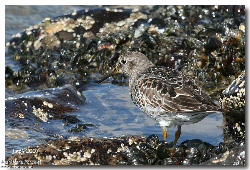 Purple Sandpiper