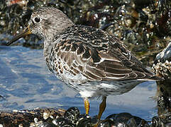 Purple Sandpiper