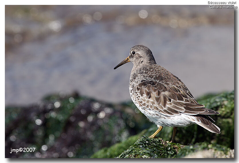 Purple Sandpiper