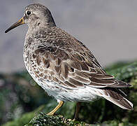 Purple Sandpiper