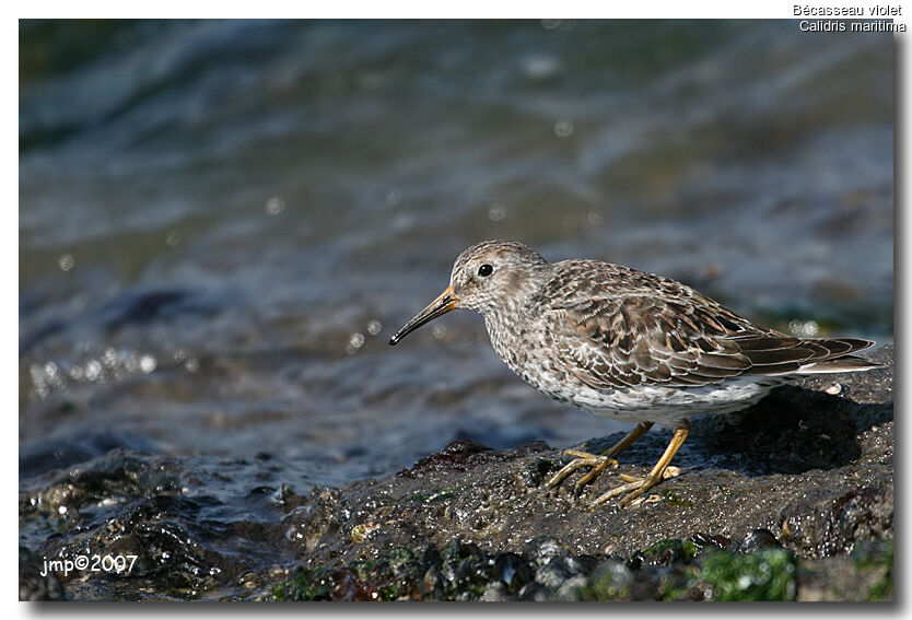 Purple Sandpiper