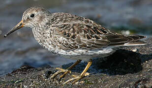 Purple Sandpiper