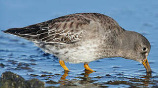 Purple Sandpiper