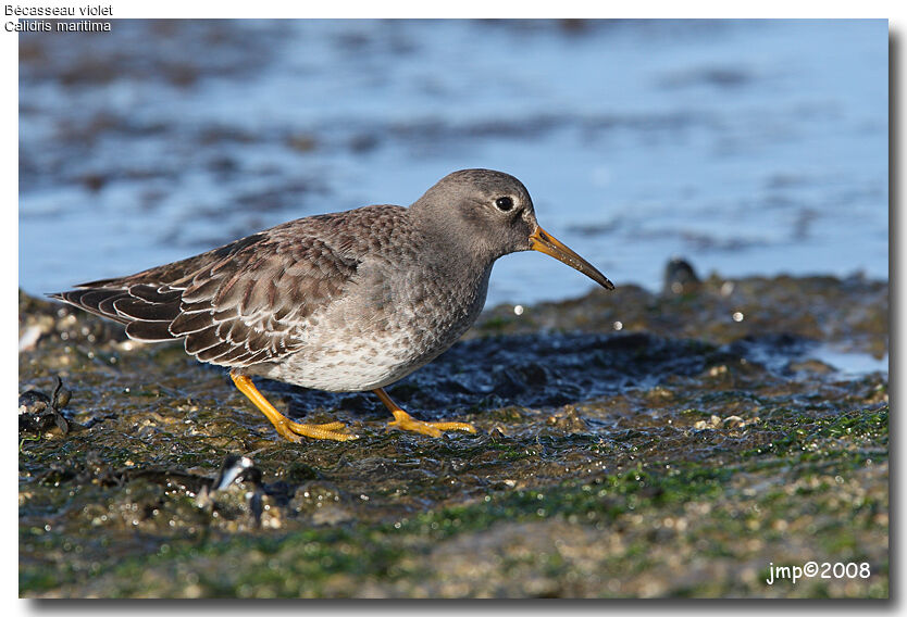 Purple Sandpiperadult