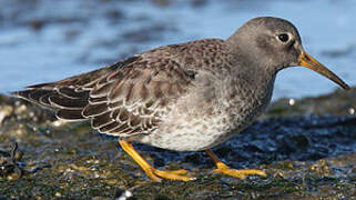 Purple Sandpiper