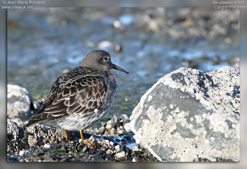 Purple Sandpiper