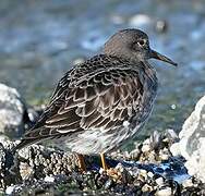 Purple Sandpiper