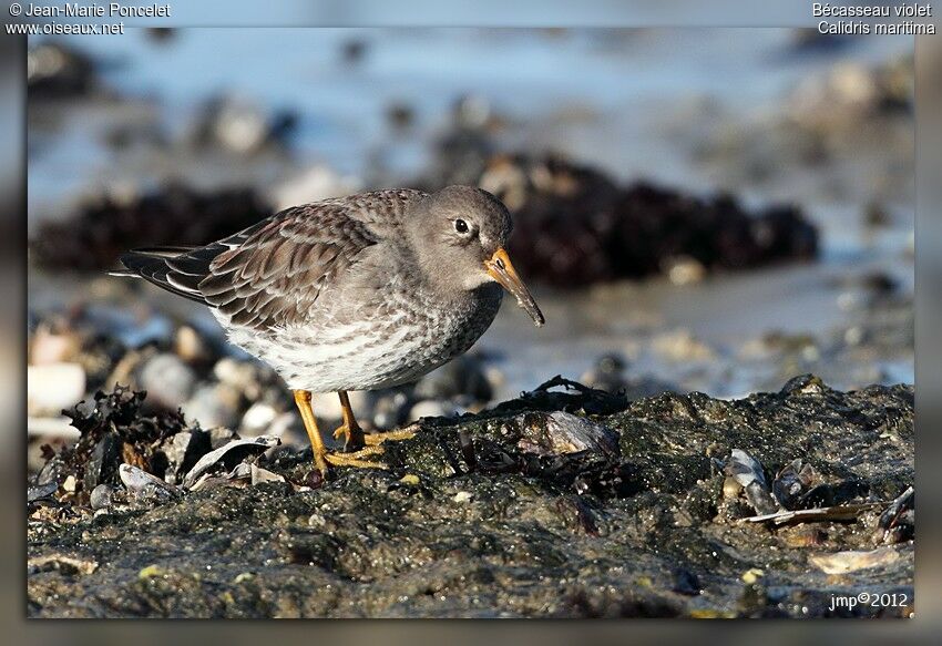 Purple Sandpiper