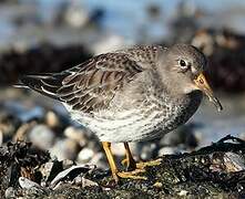 Purple Sandpiper