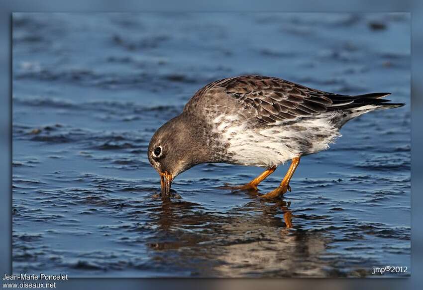 Purple Sandpiperadult, fishing/hunting