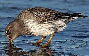 Purple Sandpiper