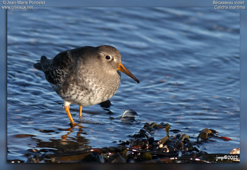 Purple Sandpiper