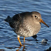 Purple Sandpiper