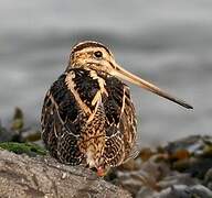 Common Snipe