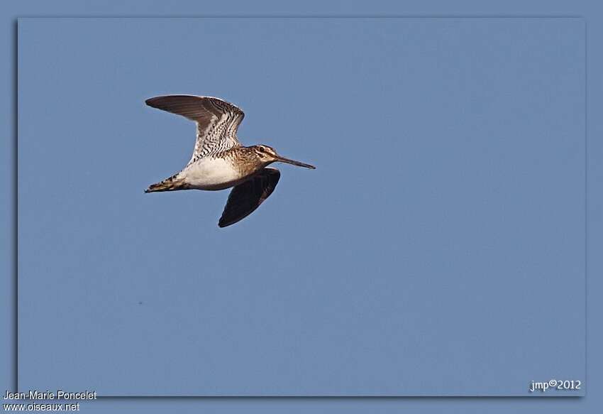 Common Snipeadult, Flight