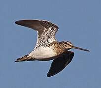 Common Snipe