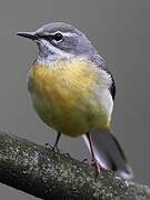 Grey Wagtail