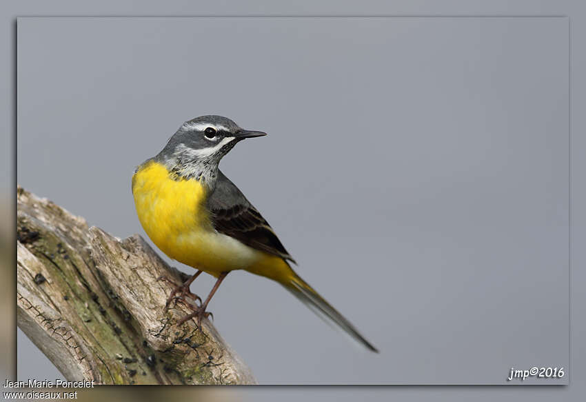 Grey Wagtail male adult transition, identification