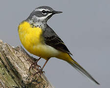 Grey Wagtail