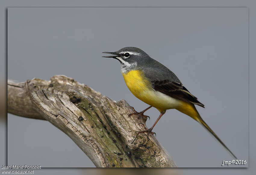 Grey Wagtail male adult breeding, identification