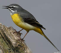 Grey Wagtail