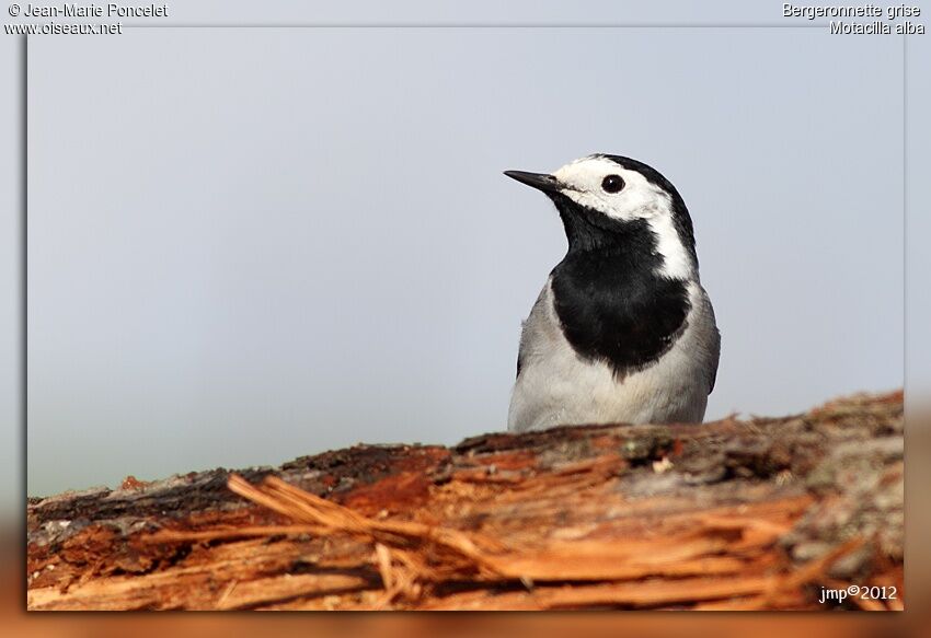 White Wagtail