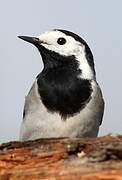 White Wagtail