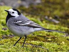 White Wagtail