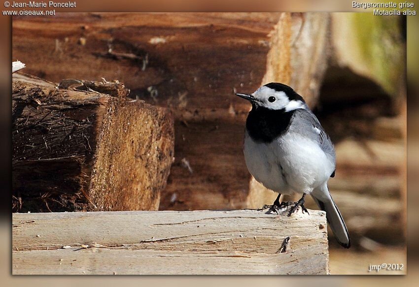 White Wagtail