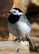 White Wagtail