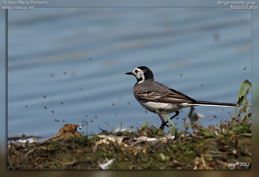 White Wagtail