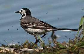 White Wagtail