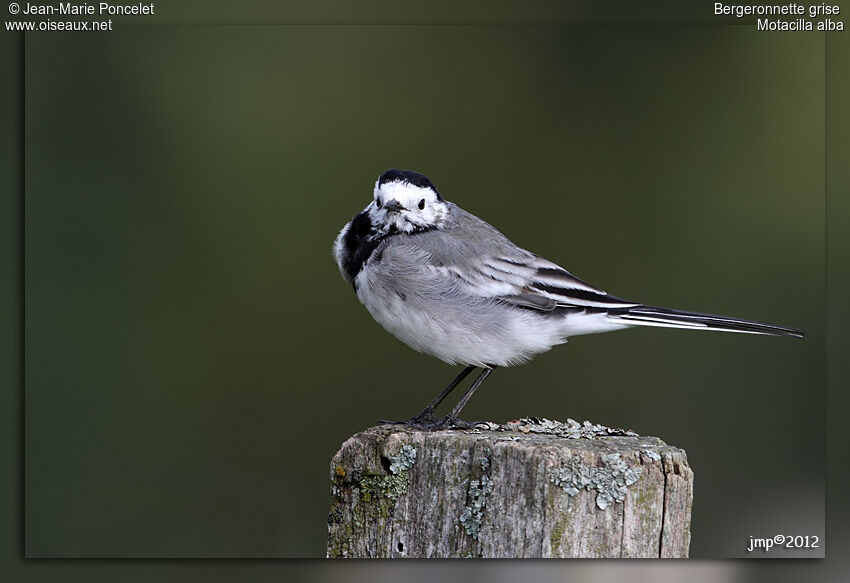 White Wagtail