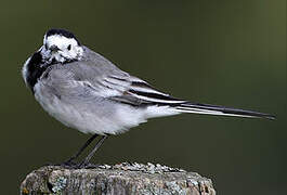 White Wagtail