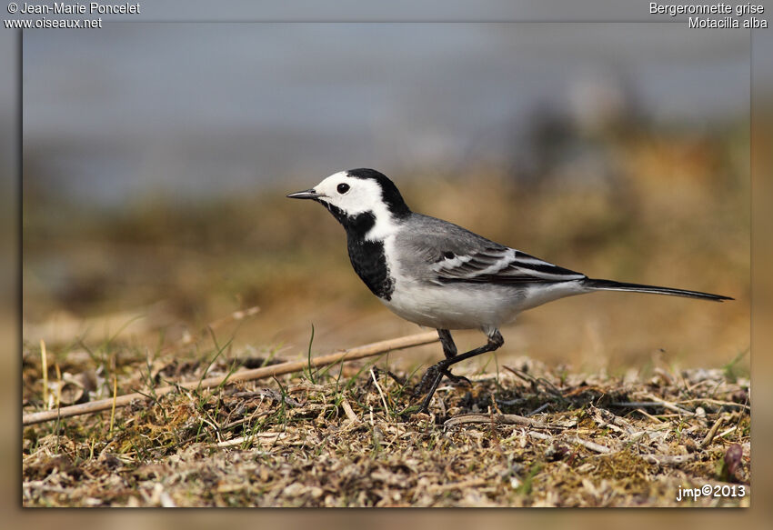 White Wagtail