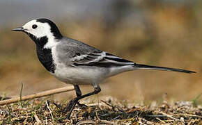 White Wagtail