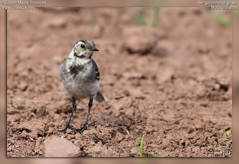 White Wagtail