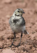 White Wagtail