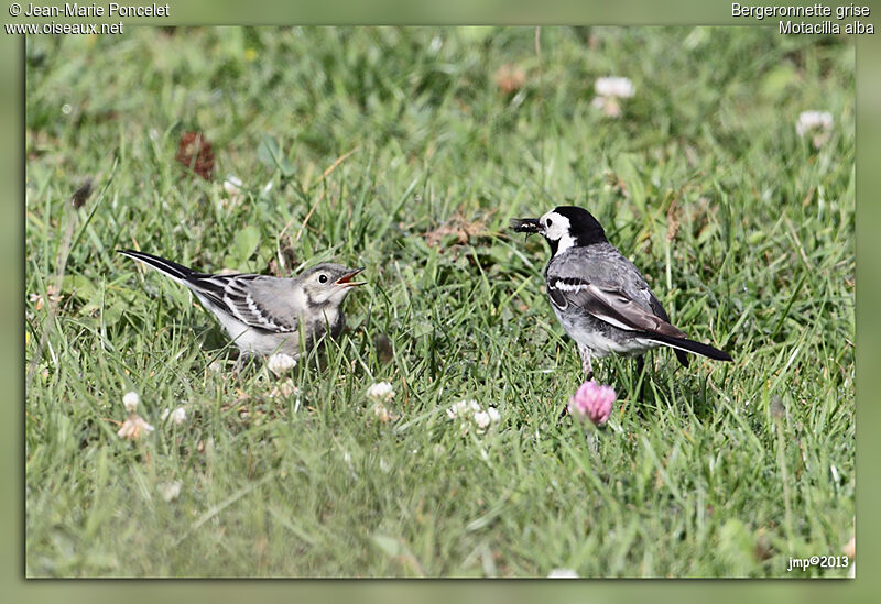 White Wagtail