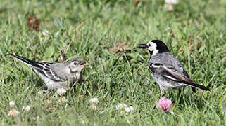 White Wagtail