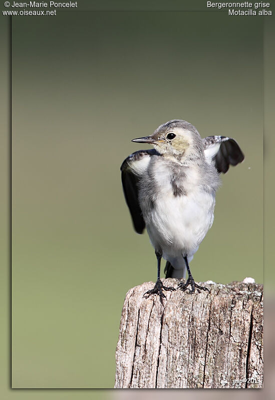 White Wagtail