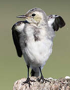 White Wagtail