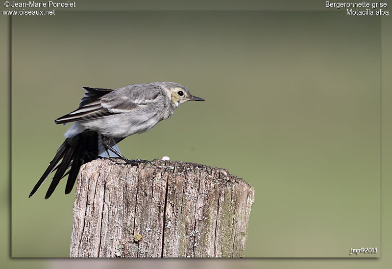 White Wagtail