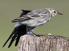 White Wagtail