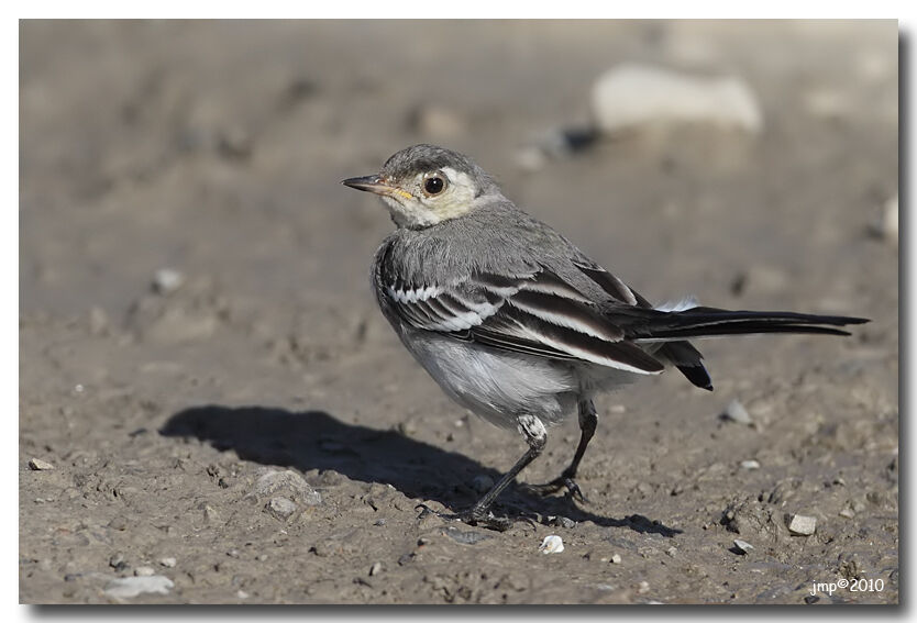 White Wagtail