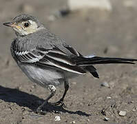 White Wagtail