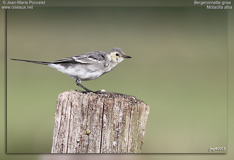 White Wagtail