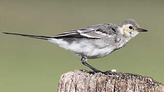 White Wagtail