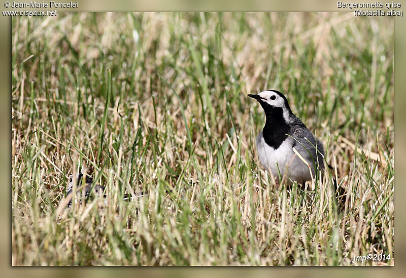 White Wagtail male adult